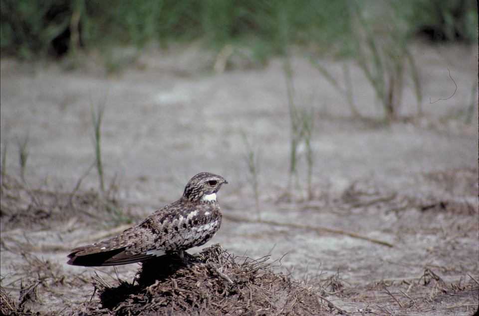 Chordeilinae common 