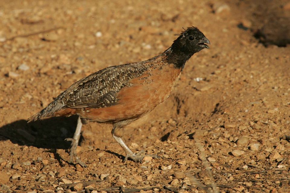 Bird Colinus virginianus 