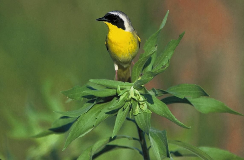 Bird common Geothlypis trichas