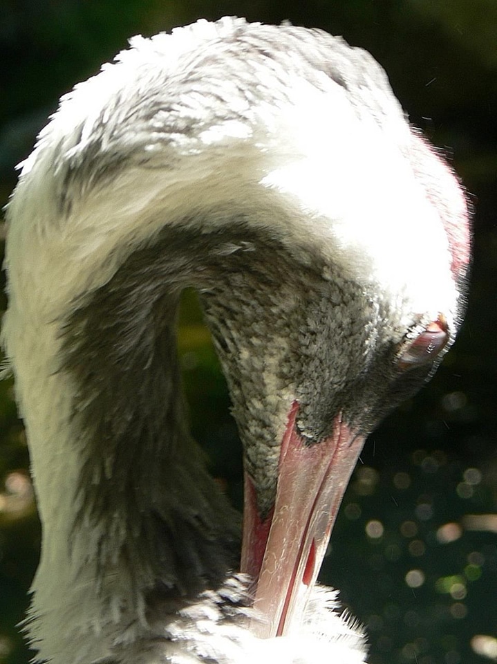 Close close-up crane