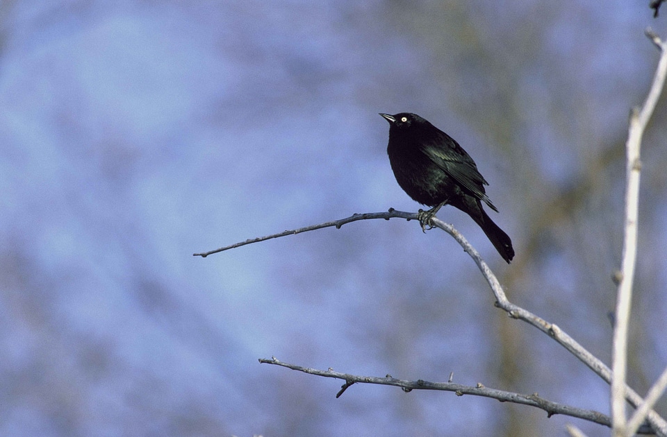 Bird  