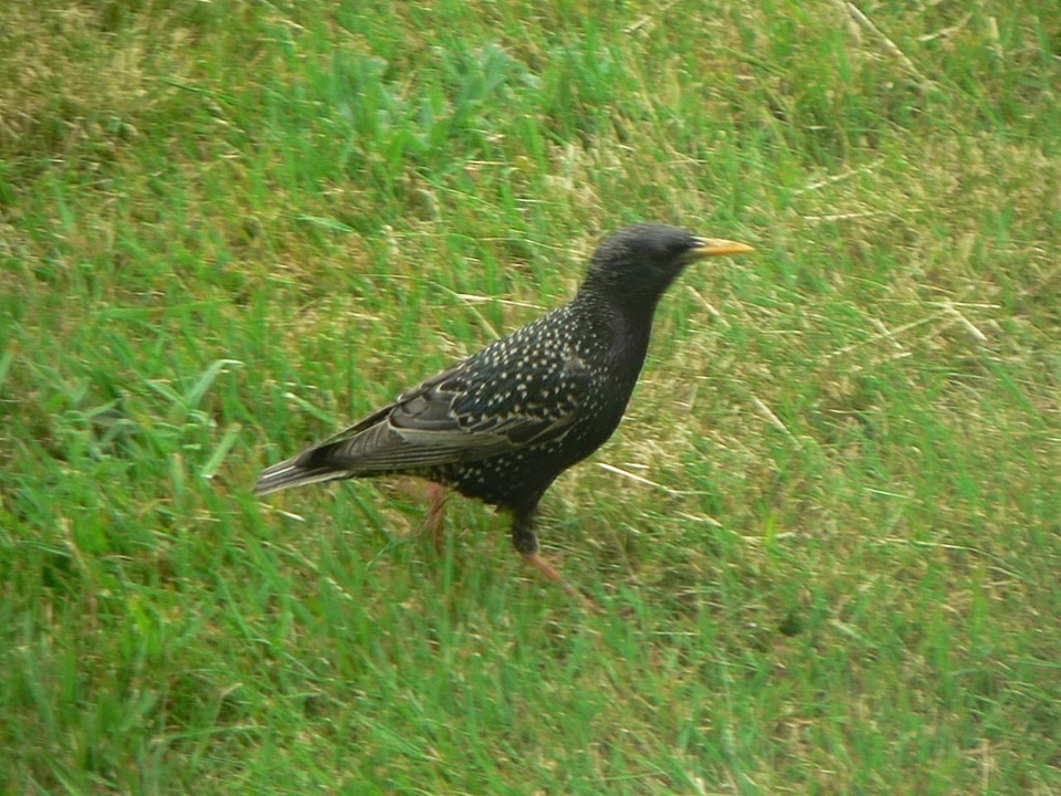 European Sturnus vulgaris 