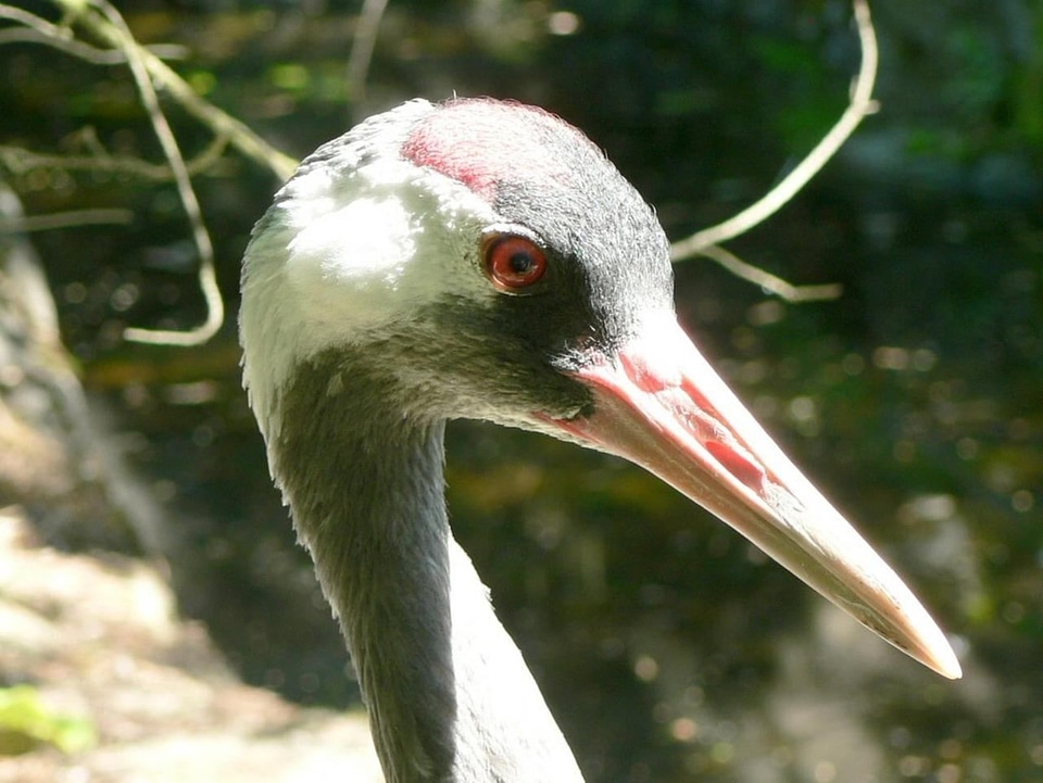 Crane  