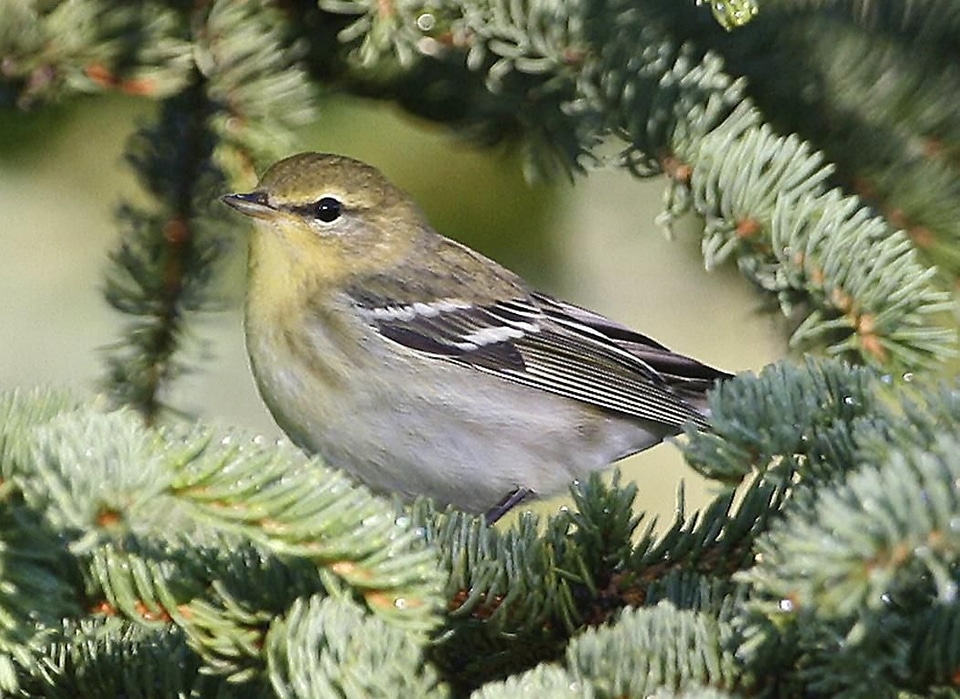 Autumn plumage Setophaga striata