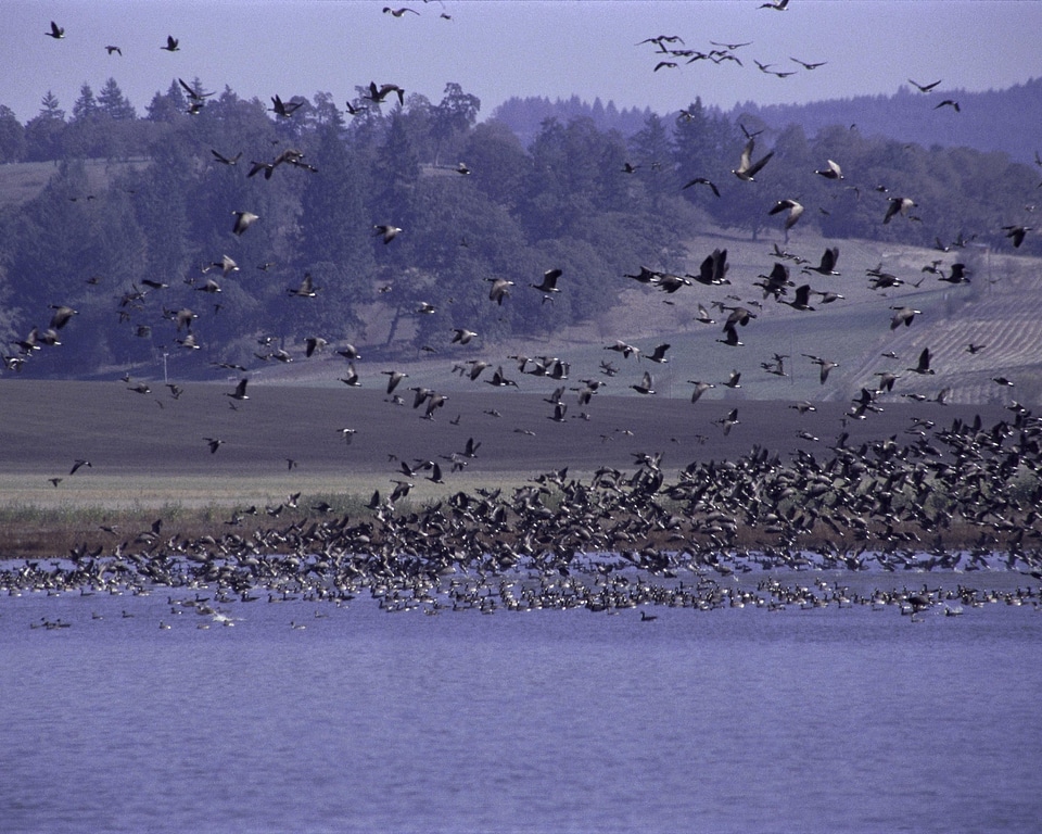 Bird flock photo