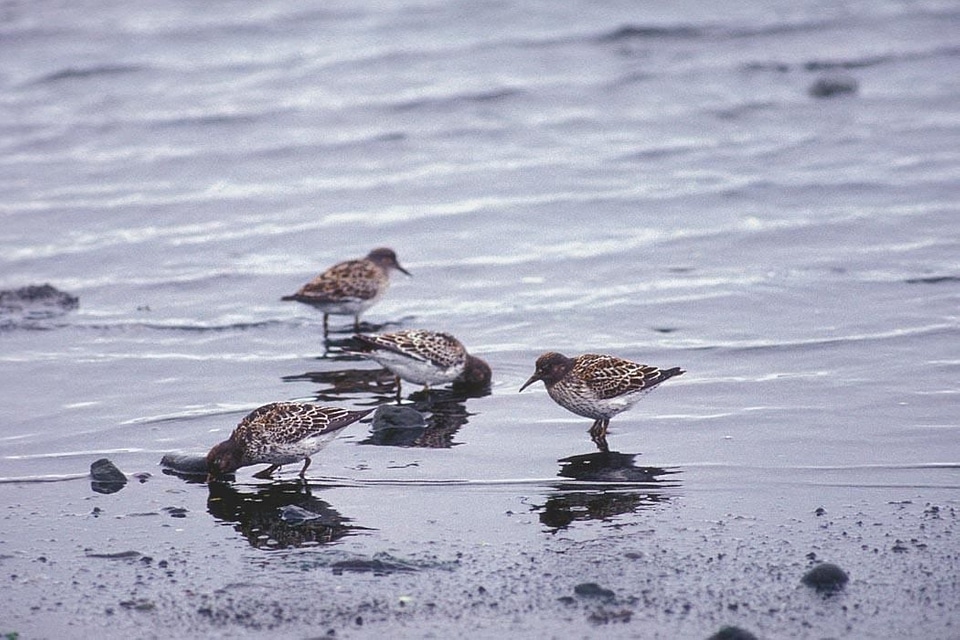 Bird shoreline 