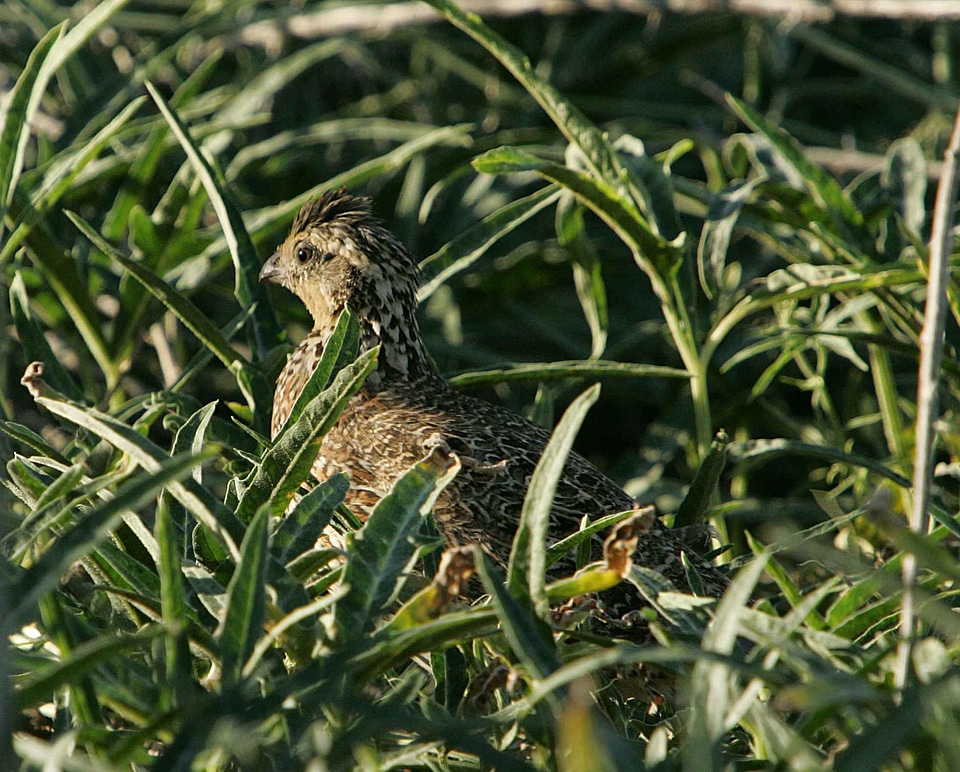 Close close-up Colinus virginianus