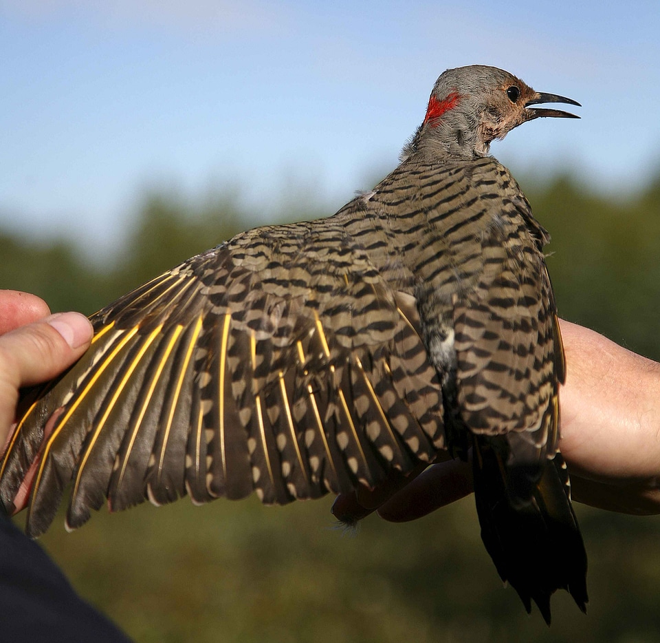 Bird flicker hands