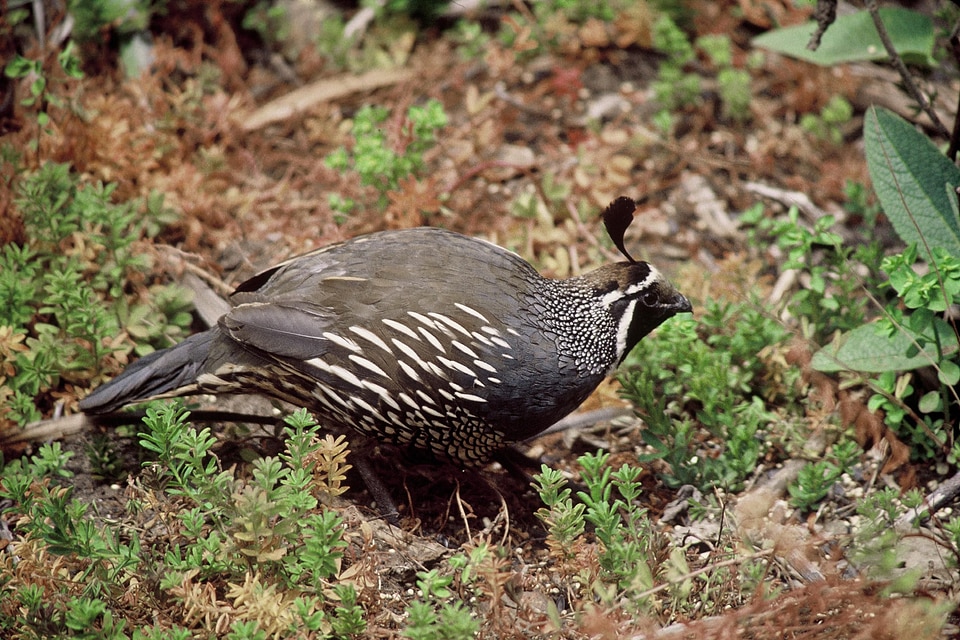 Bird close Colinus virginianus