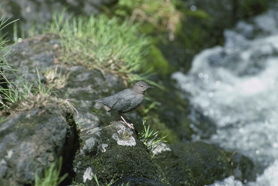 American bird dipper