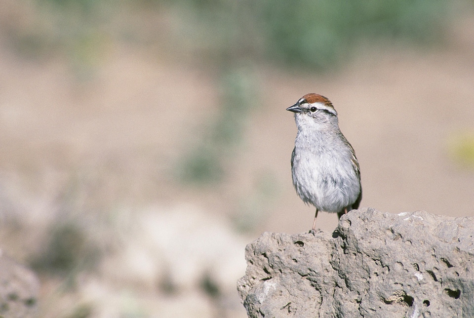 Bird sparrow Spizella passerina