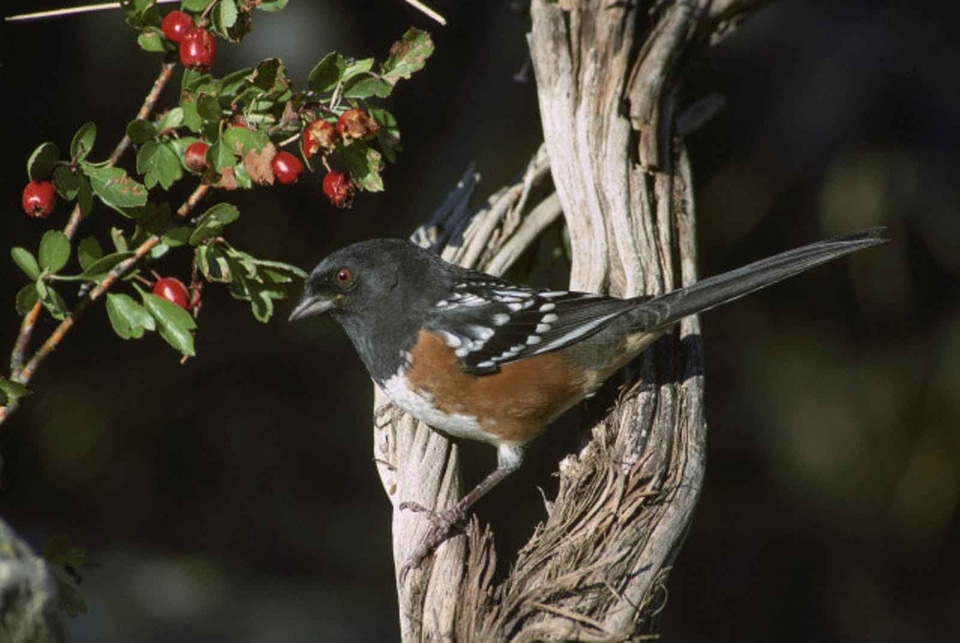 Berries bird bouquet