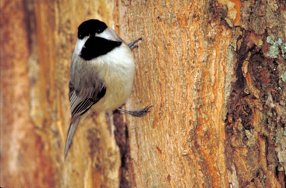 Bird Poecile atricapillus titmouse