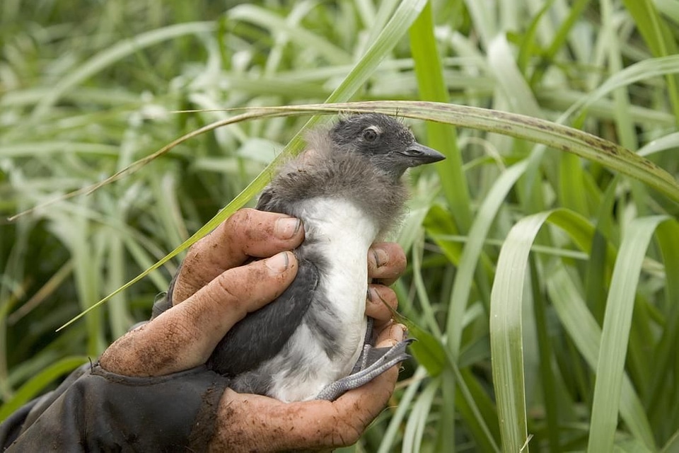 Aethia Cristatella bird island
