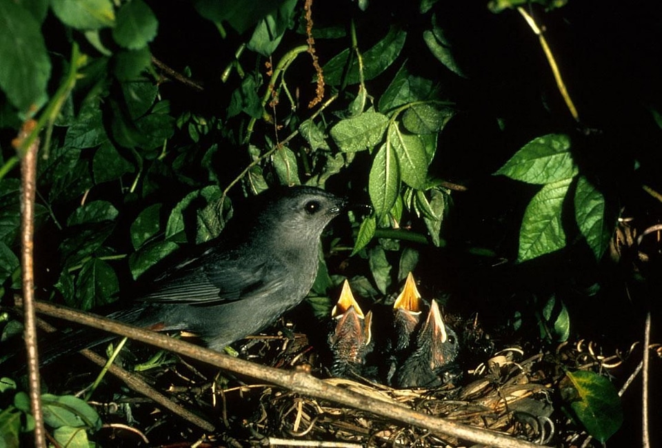 Bird Dumetella carolinensis nest