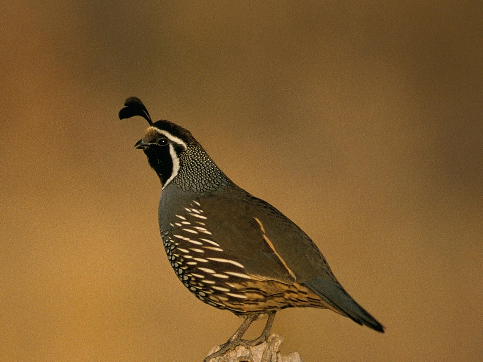 Bird Colinus virginianus 