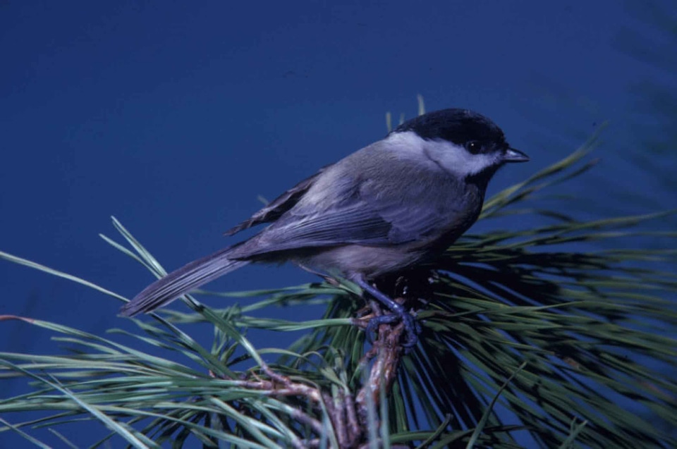Bouquet Poecile atricapillus titmouse
