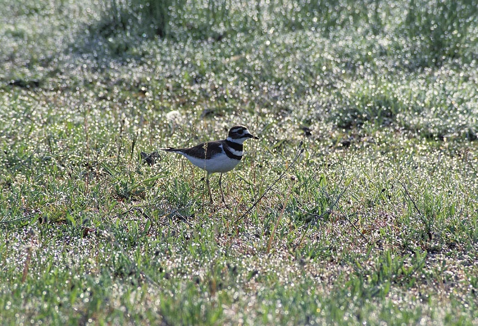 Bird Charadrius vociferus 