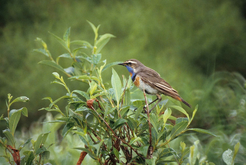 Bird Luscinia svecica male