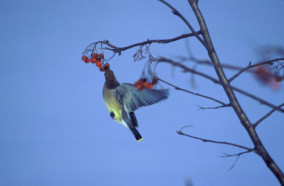 Berries bird Bombycilla cedrorum