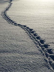 Footprints winter white photo