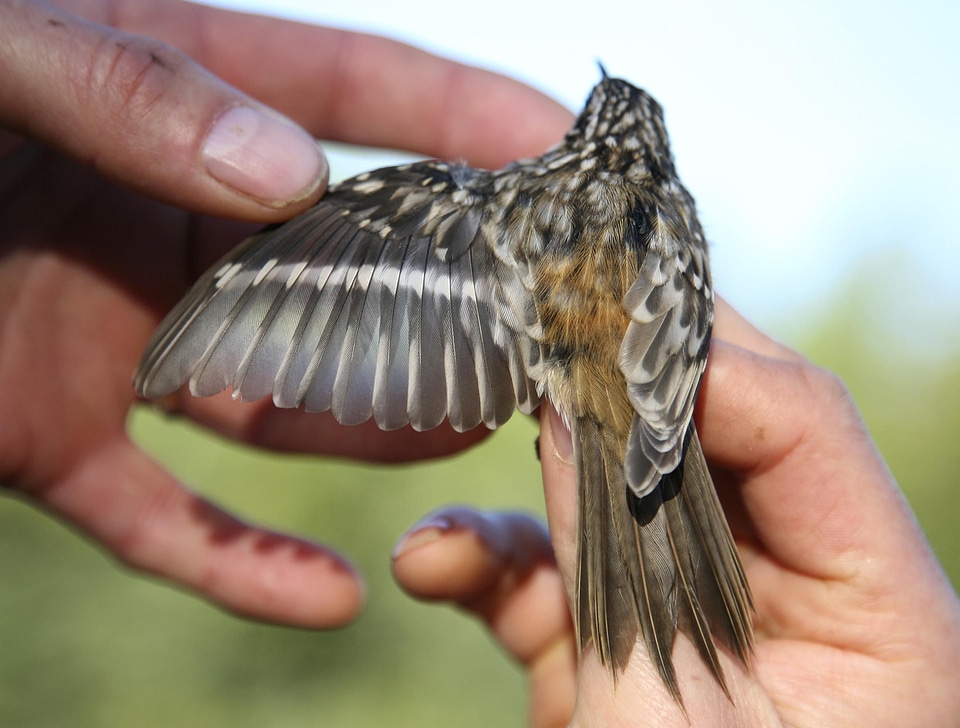 Bird brown brown creeper