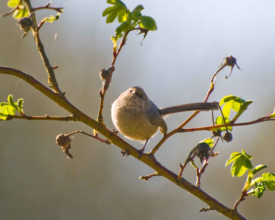 Bird bouquet minimus