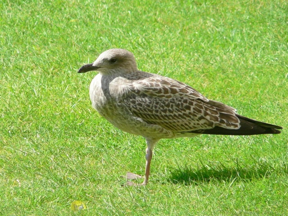 Grass Plants seabird 