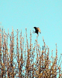 Black Bird landing 