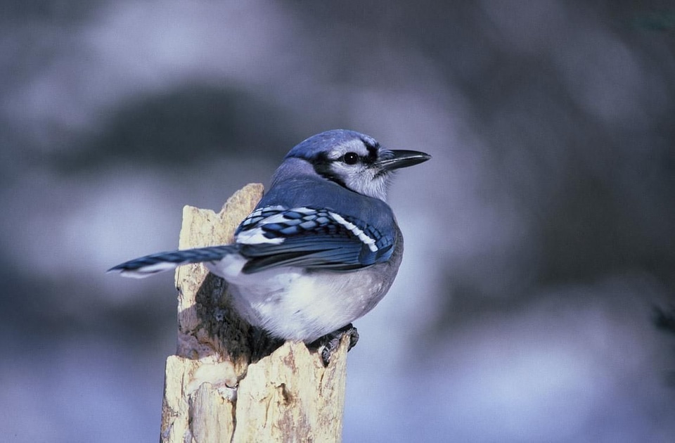 Bird blue Cyanocitta cristata