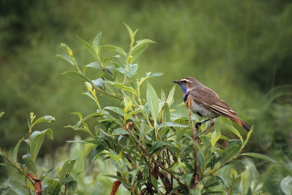 Bird Luscinia svecica male