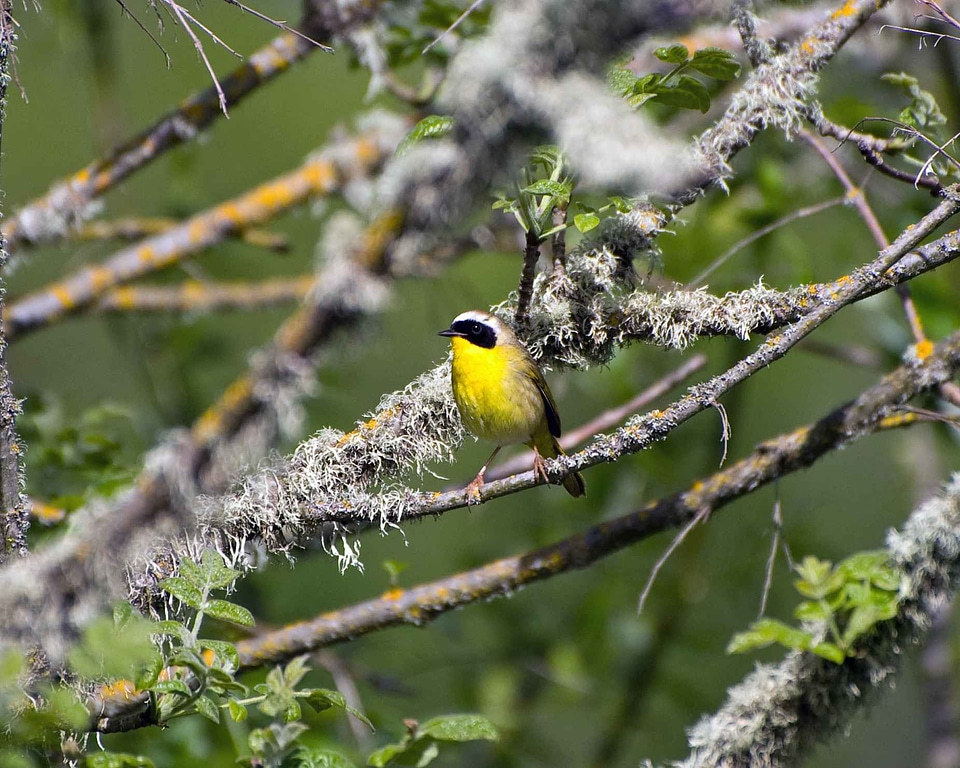 Bird bouquet Geothlypis trichas
