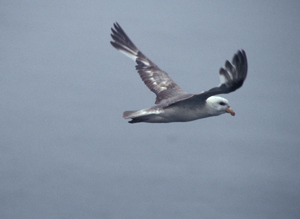 Bird cliff Fulmarus glacialis