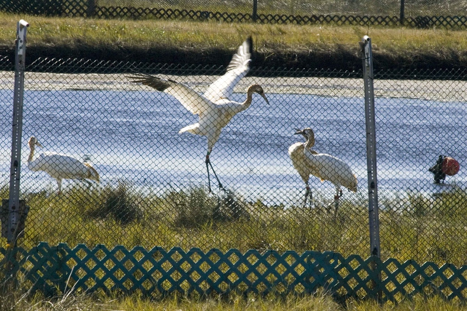Bird fence fence line