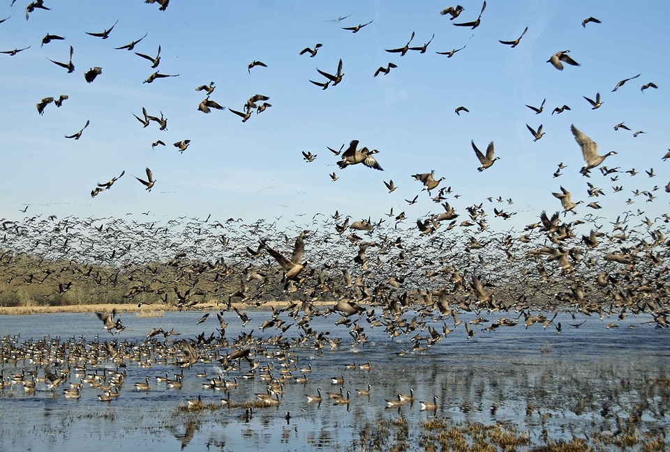 Bird flight flock photo