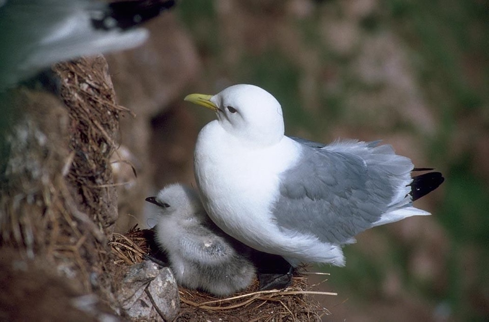 Black chick nest photo