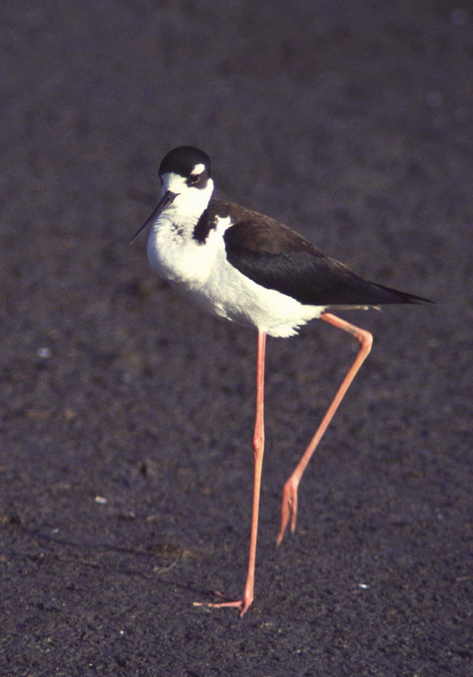 Bird black stilt
