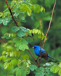 Bird blue bouquet photo