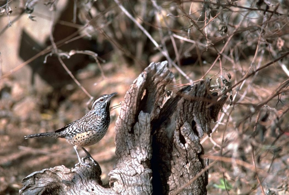 Bird cactus cactus wren
