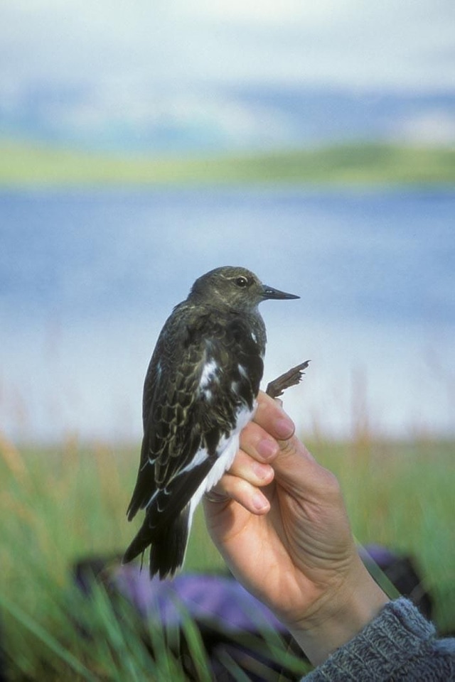 Arenaria Interpres bird black