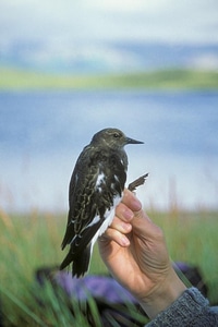 Arenaria Interpres bird black