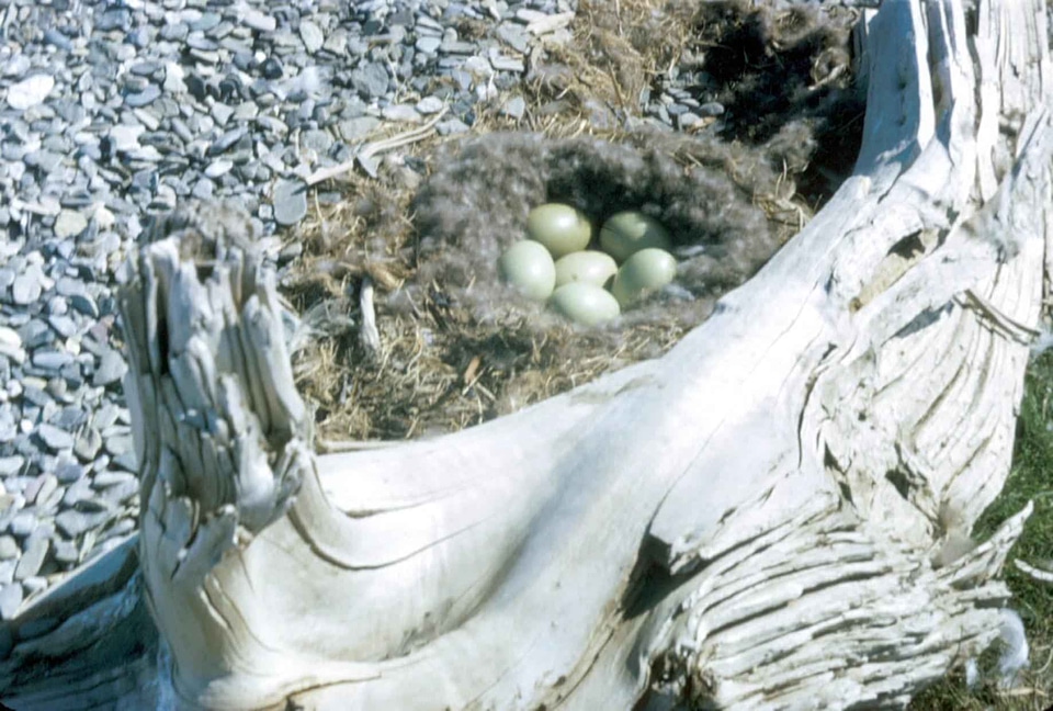 Ancient bird bottom