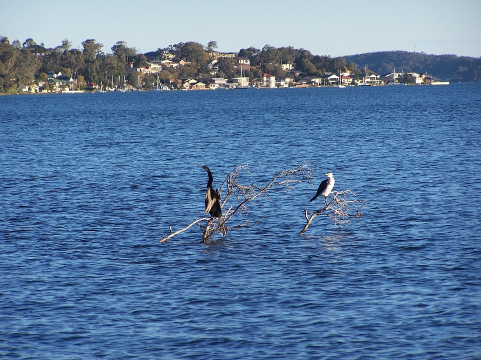 Bird lake 