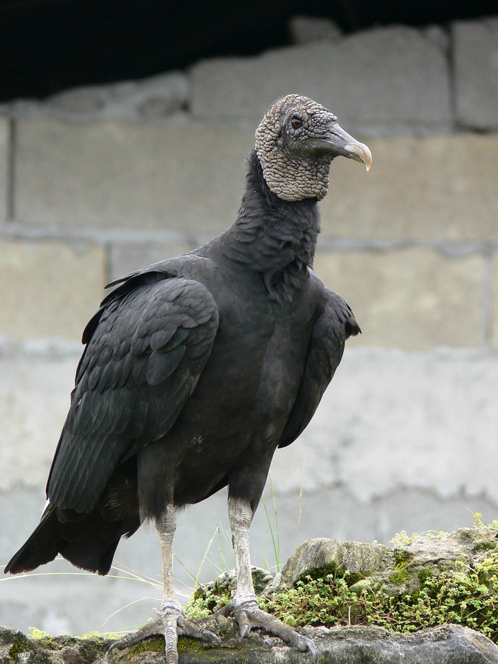 Bird black black vulture