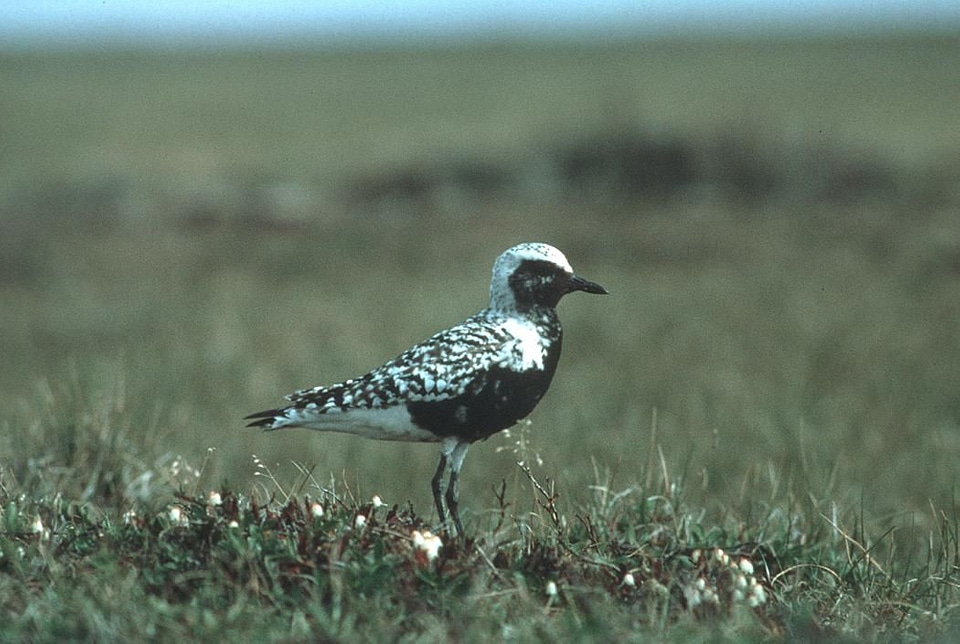 Bird black Charadrius wilsonia