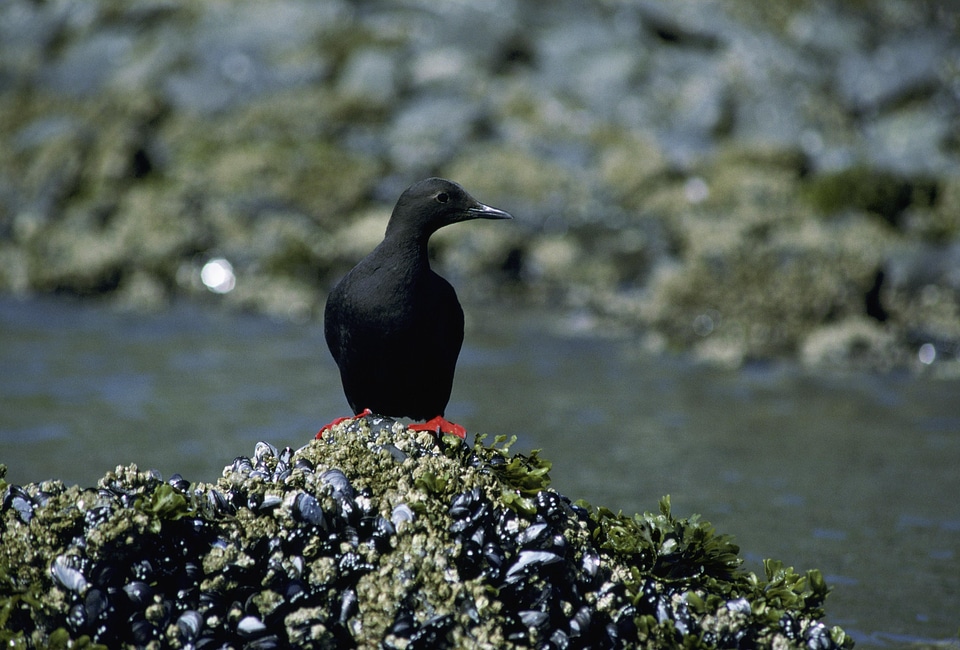 Bird black black guillemot