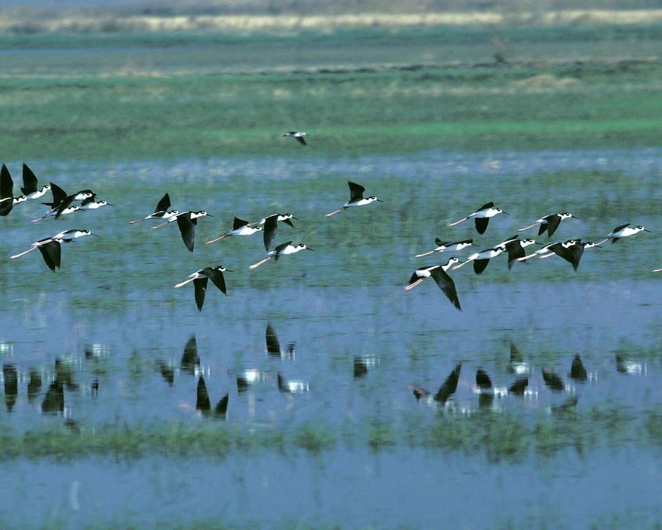 Bird black Branta bernicla
