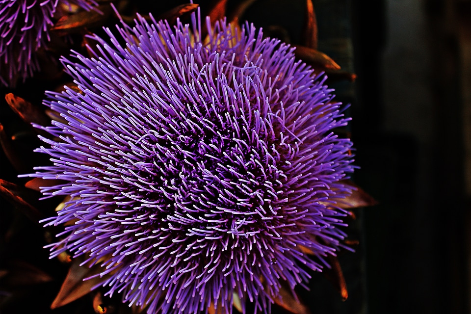 Purple violet plant