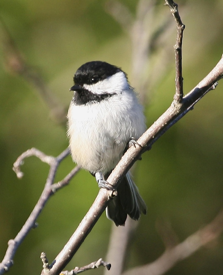 Bird black high resolution