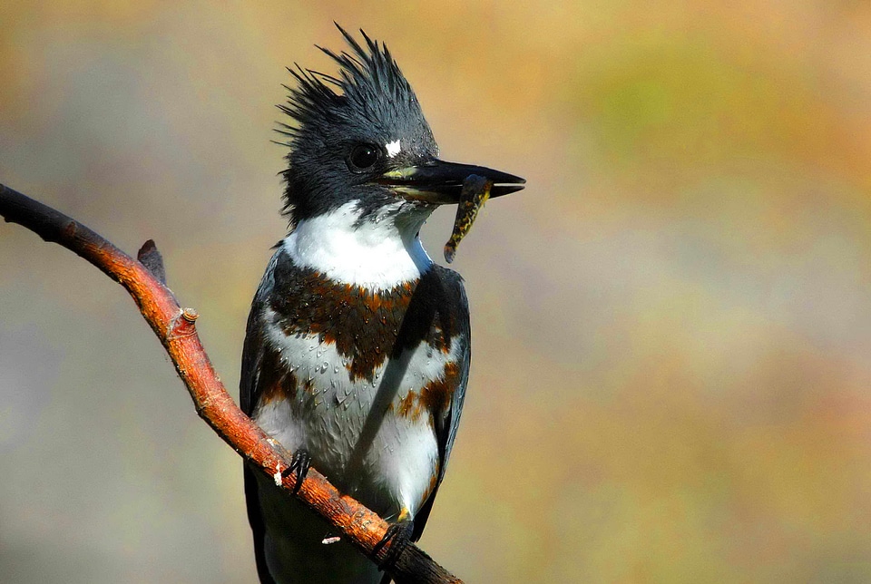 Beautiful Photo bird female